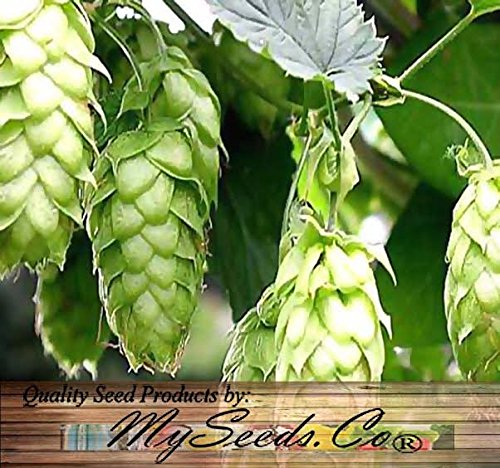 HOPS Seeds - Humulus lupulus Seeds - Brew Your OWN BEER - Returns Year After Year - Plants Develops Rhizomes - Zones 3-8 - By Oakland Gardens (1 Hops Seed Packet) HOPS Seeds - Humulus lupulus Seeds - Brew Your OWN BEER - Returns Year After Year - Plants Develops Rhizomes - Zones 3-8 - By Oakland Gardens (1 Hops Seed Packet)