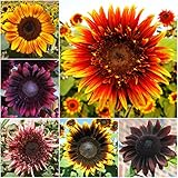 Package of 50 Seeds, Double Dance Mixed Sunflower (Helianthus annuus) Non-GMO Seeds by Seed Needs