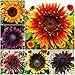 Package of 50 Seeds, Double Dance Mixed Sunflower (Helianthus annuus) Non-GMO Seeds by Seed Needs