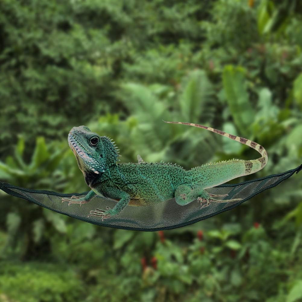 lizard cage accessories