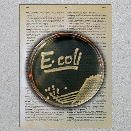 E Coli Petri Dish Dictionary Page Art Print - Thumbnail 2