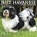 Havanese 2019 Wall Calendar