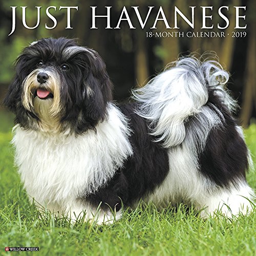 havanese hair
