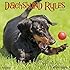 Dachshund Rules 2017 Wall Calendar (Dog Breed Calendars)