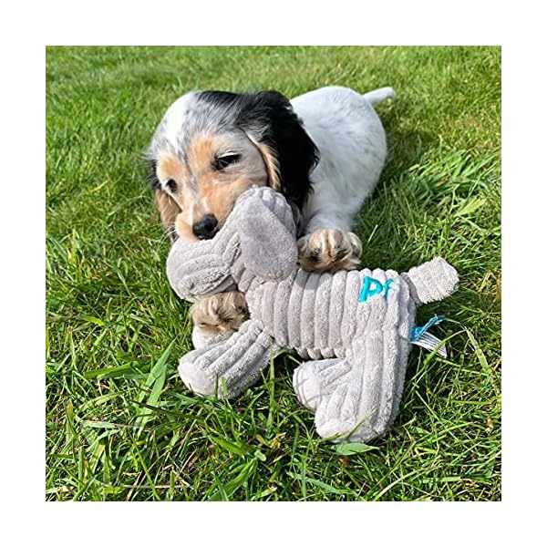 Petface-Little-Petface-Puppy-Dog-Toy-Freddi-Cord Petface (Little Petface) Puppy Dog Toy, Freddi Cord