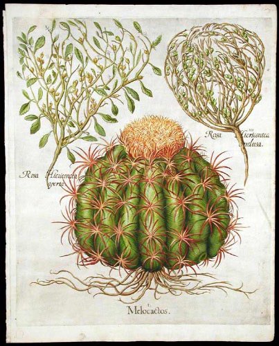Rose of Jericho