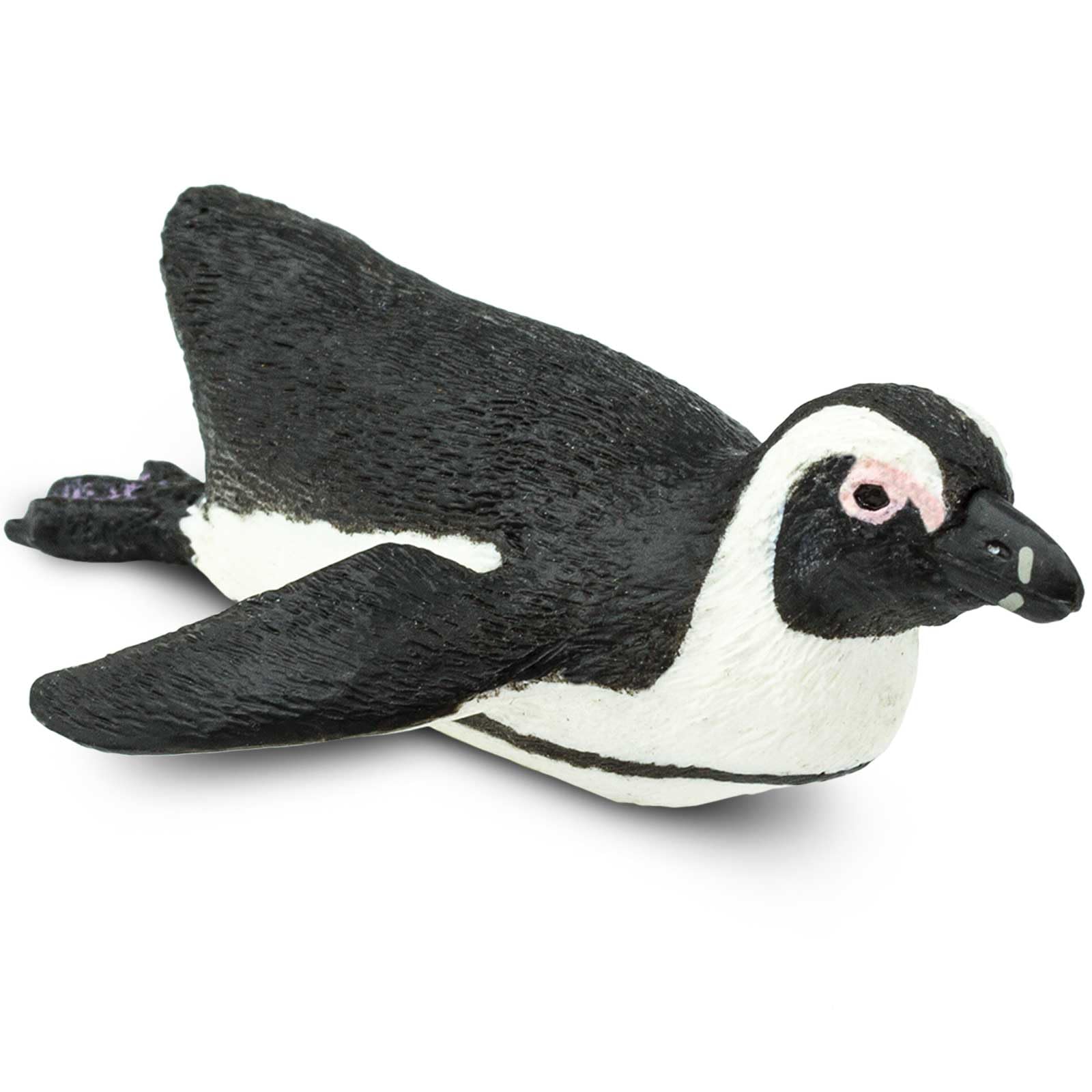South African Penguin