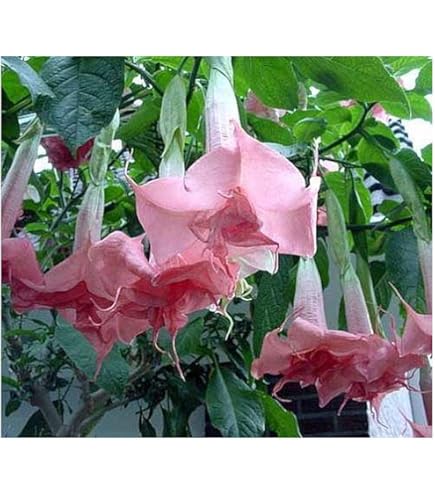Amazon.com : Olympic Flame Brugmansia Angels Trumpet Live