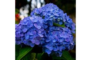 UIOTER Hydrangea Plant Live Tree, Blue Purple to Pink Color Bloom, Well-Rooted Hydrangea Shrub Bush for House Planting Outdoor