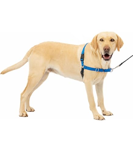 Amazon.com : PetSafe Bling Easy Walk Harness, Medium/Large