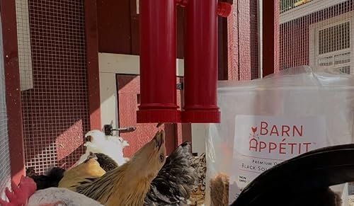 RentACoop Chicken Treat Dispenser Suitable for Small and Large