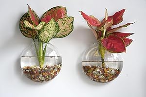 Dubee 2 Pcs Glass Wall Hanging Planter Terrariums,Glass Wall Hanging Vases for Plants Indoor,Containers for Air Plant,Succulents and Candle Display.