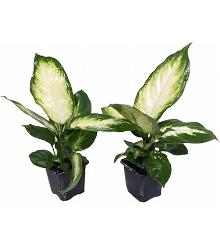 Amazon.com : Dieffenbachia Amy Dumb Cane | 4 inch | Tropical Ambiance :  Patio, Lawn & Garden