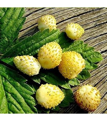 Yellow Seeds Inside Raspberry Yellow Raspberries Seeds