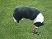 Plush Squeaky Puppy Dog Chew Toy for Tiny Small Chewers, Mallard 8