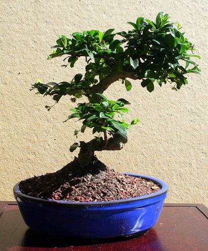 LOUSBONSAINURSRY WHITE FLOWERING FUKIEN TEA BONSAI TREE (INDOORS)