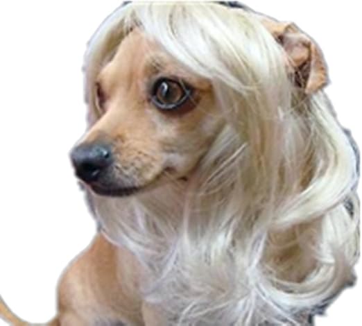 dog wigs