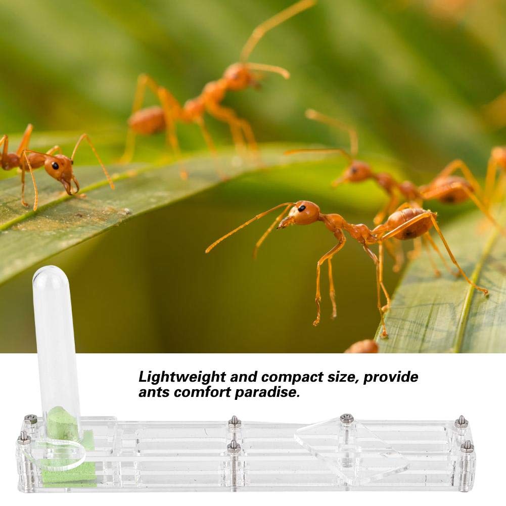 Ant Breeding Box, Acrylic Ant Breeding Nest Ant Farm House Ant Display Box with Water Tower, Moisturizing, with 1Pcs Dropper, 1Pcs Clamp, 1Pcs Glass Bottle(Transparent)