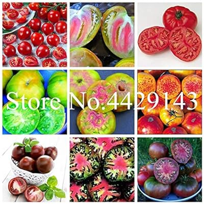 Pinkdose Leche Tomate Rojo Bonsai, Tomate Cherry Planta orgánica ...