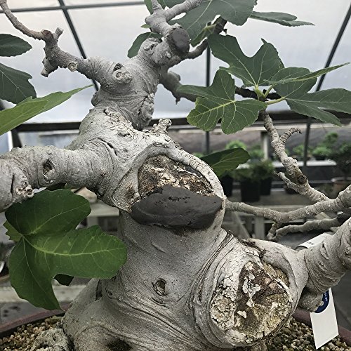 Japanischer Mastix, Heilpaste speziell für Bonsai-Laubbäume, 160 g – Bild 6