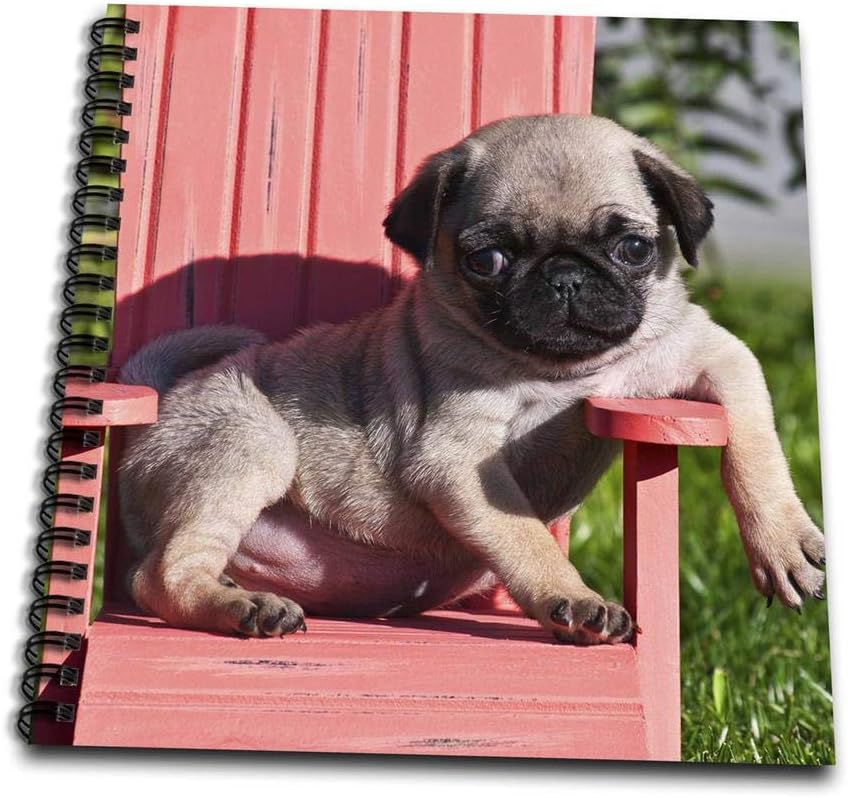pug little