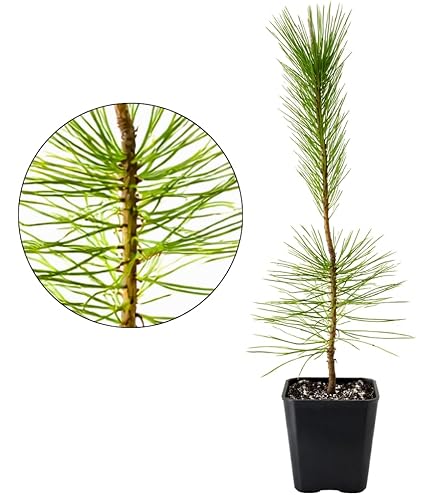 Amazon.com : Bristlecone Pine. Pinus aristata. Natural Dwarf. Young Tree  Ready for Bonsai or Landscape. Hickory Pine. : Patio, Lawn & Garden