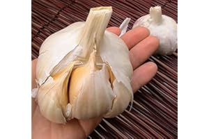 COUNTRY CREEK ACRES GROWING IS IN OUR ROOTS Elephant Garlic 2 Huge Bulbs! Great for Fall Planting! Non GMO Milder Tasting Garlic by Daylily Nursery