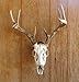 The Taxidermists Woodshop European Mount Skull Hanger