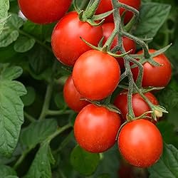 Tomato Seeds - Tidy Treats - Packet - Vegetable