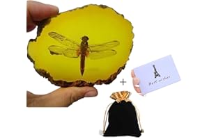 LANGJITIANYA Amber Fossil Insect with Gift Bag and Gift Card，Museum Grade Specimen，Artificial Amber Natural Insect