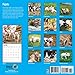 Piglets 2017 16 Month Wall Calendar 12 x 12 inches Bright Day Calendars Publishing