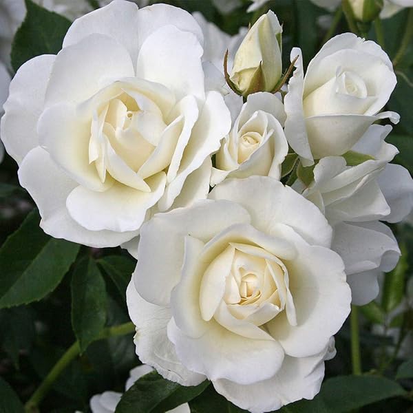 Image of Iceberg rose bush surrounded by other flowers
