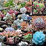 Polytree 100 Pcs Mix Succulent Lithops Seed Pseudotruncatella Bonsai Seeds for Garden