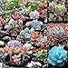 Polytree 100 Pcs Mix Succulent Lithops Seed Pseudotruncatella Bonsai Seeds for Garden
