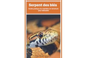 Serpent des blés : Guide pratique du maintien en terrarium pour débutant