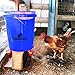 Backyard Barnyard Vertical 4 Pack NO PECK Poultry Waterer Drinking Cup for Chicken Ducks Quail