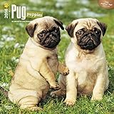 Pug Puppies - 2016 Calendar 12 x 12in