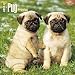 Pug Puppies - 2016 Calendar 12 x 12in