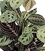 Shop Succulents | Standing Collection | Hand Selected, Air Purifying Live Maranta Red Prayer Indoor House Plant in 4