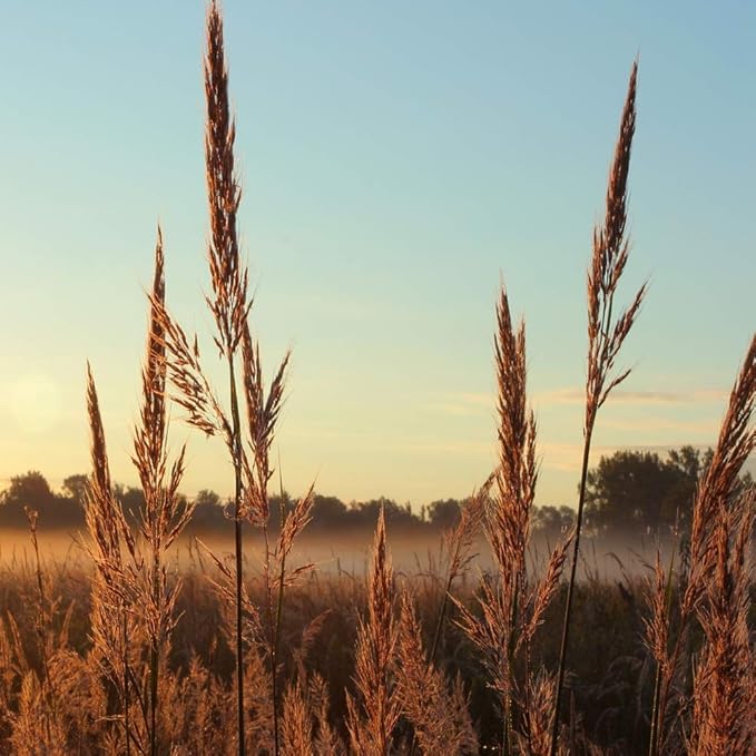 Outsidepride Andropogon gerardii Big Bluestem Native