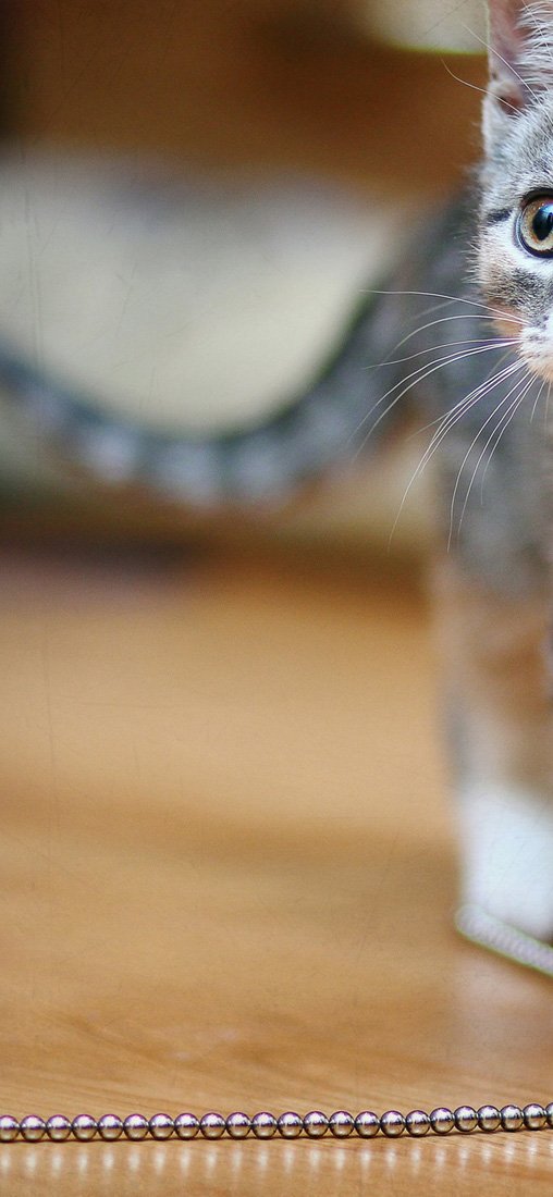 PeelitStickit Cat, Animal Wall Murals ID-134, vinyl