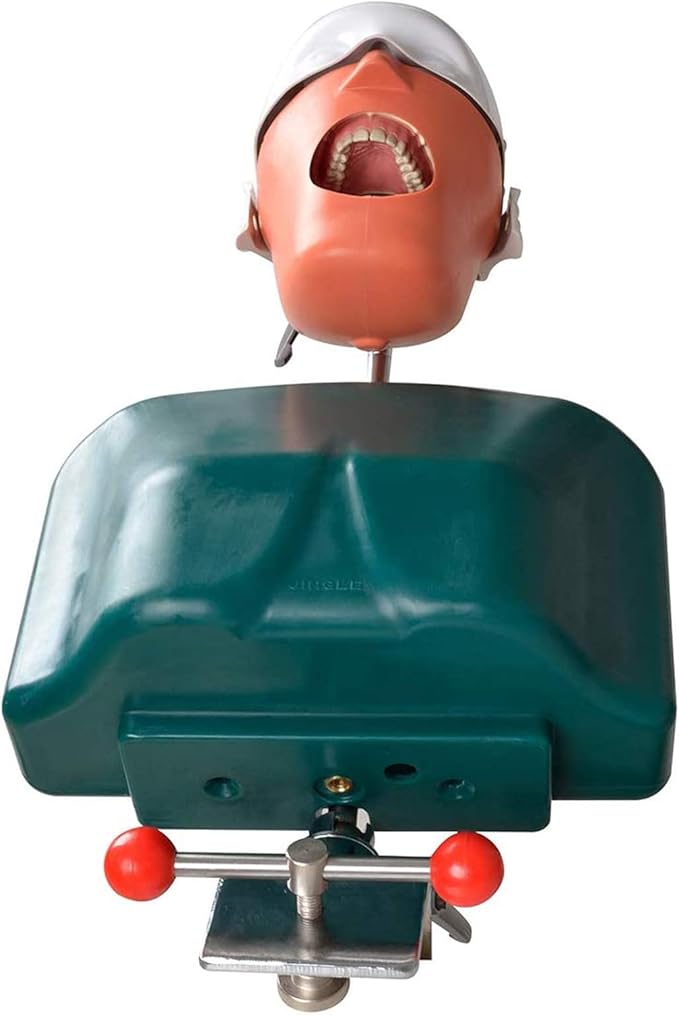 Dental Manikin Phantom Head, Dental Oral Teaching System, Tooth Model