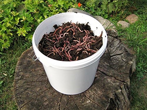 Kompostwurmer Kaufen 6000 Stuck Sack Kompoststarter Regenwurm Set Gartenwurmer Regenwurmer Eisenia Mix Lebend Aktive Wurmer Fur Kompost Komposter Wurmkomposter Wurmkiste Und Wurmfarm Amazon De Garten