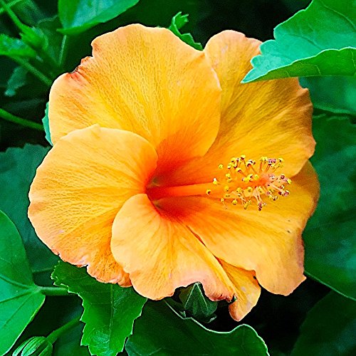 Nelson Hibiscus and Flowering Tropical Plant Food In Ground Container