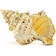 Conch Shell Decor - Seashell Decor (9in)