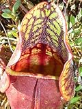 10 CARNIVOROUS PURPLE PITCHER PLANT (Turkish Red / Northern) Sarracenia Purpurea Flower Seeds