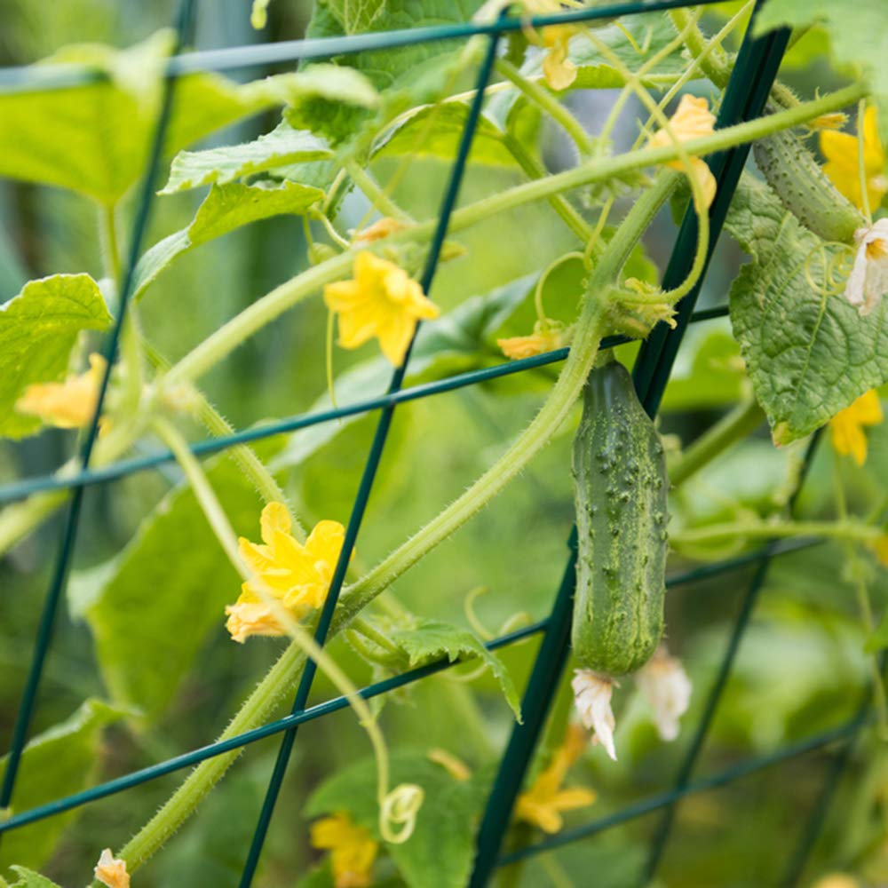 ecotrellis, expandible enrejado, n-shape tejido enrejado, escalera ...