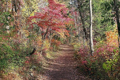 Autumn Leaves Backdrop Fall Foliage Nature Photography Art Print - 11x14