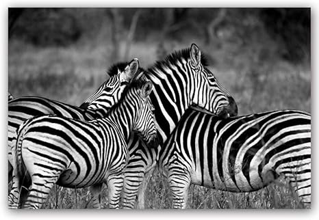 WSWWYAnimal Print Poster Leinwand gemälde gedruckt malerei Kunst Zebra