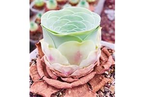 MICRO LANDSCAPE DESIGN Mountain Rose Cactus Succulent Seeds, Pack of 15 Seeds, High Germination, Freshly Harvested with Germination Kit